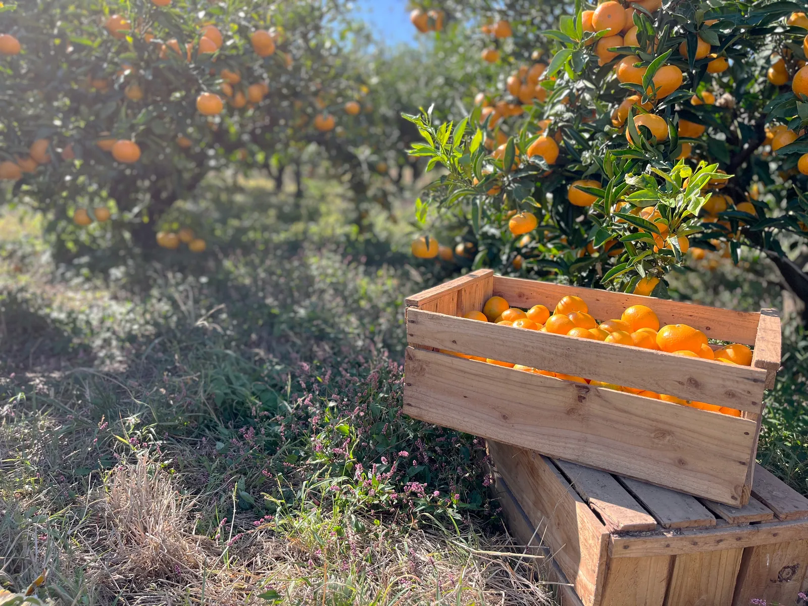 Hallim orchard — a wooden crate full of tangerines under a tangerine tree